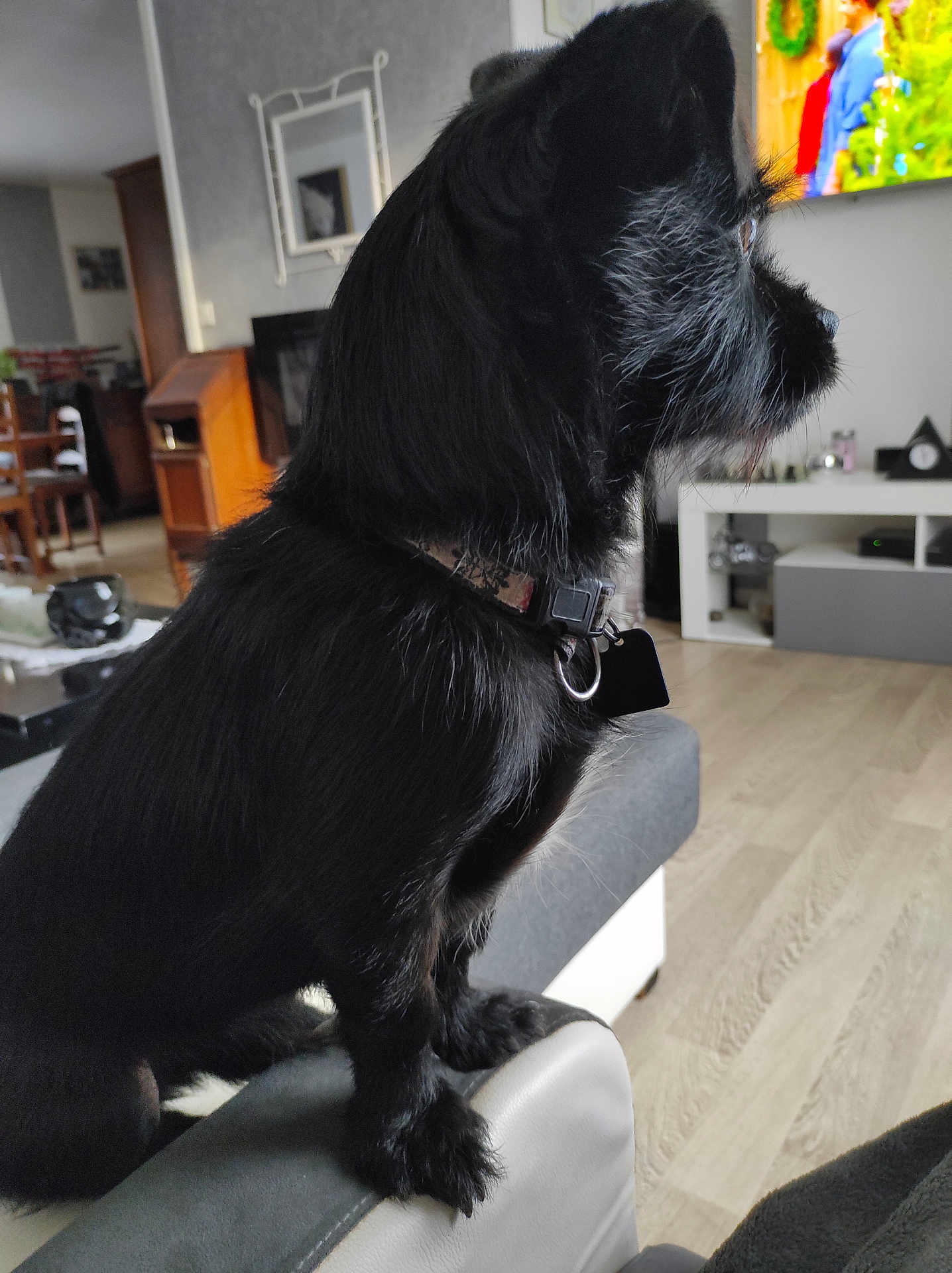 Many a rejoint le concours — aidez-le/la à gagner de superbes lots ! dog, black_dog, pet, collar, living_room, couch, furniture, television, wooden_floor, home_interior, animal, side_view, indoor, fur, watching, sitting, armrest, decor, cozy, pet_collar