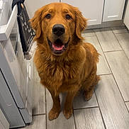 Clyde joined the competition — help win amazing prizes! animal, appliance, brown_fur, cabinet, dog, domestic_animal, floor, friendly, golden_retriever, happy, household, indoor, kitchen, looking_at_camera, mammal, pet, sitting, stove, tile_floor, towel