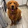 animal, appliance, brown_fur, cabinet, dog, domestic_animal, floor, friendly, golden_retriever, happy, household, indoor, kitchen, looking_at_camera, mammal, pet, sitting, stove, tile_floor, towel