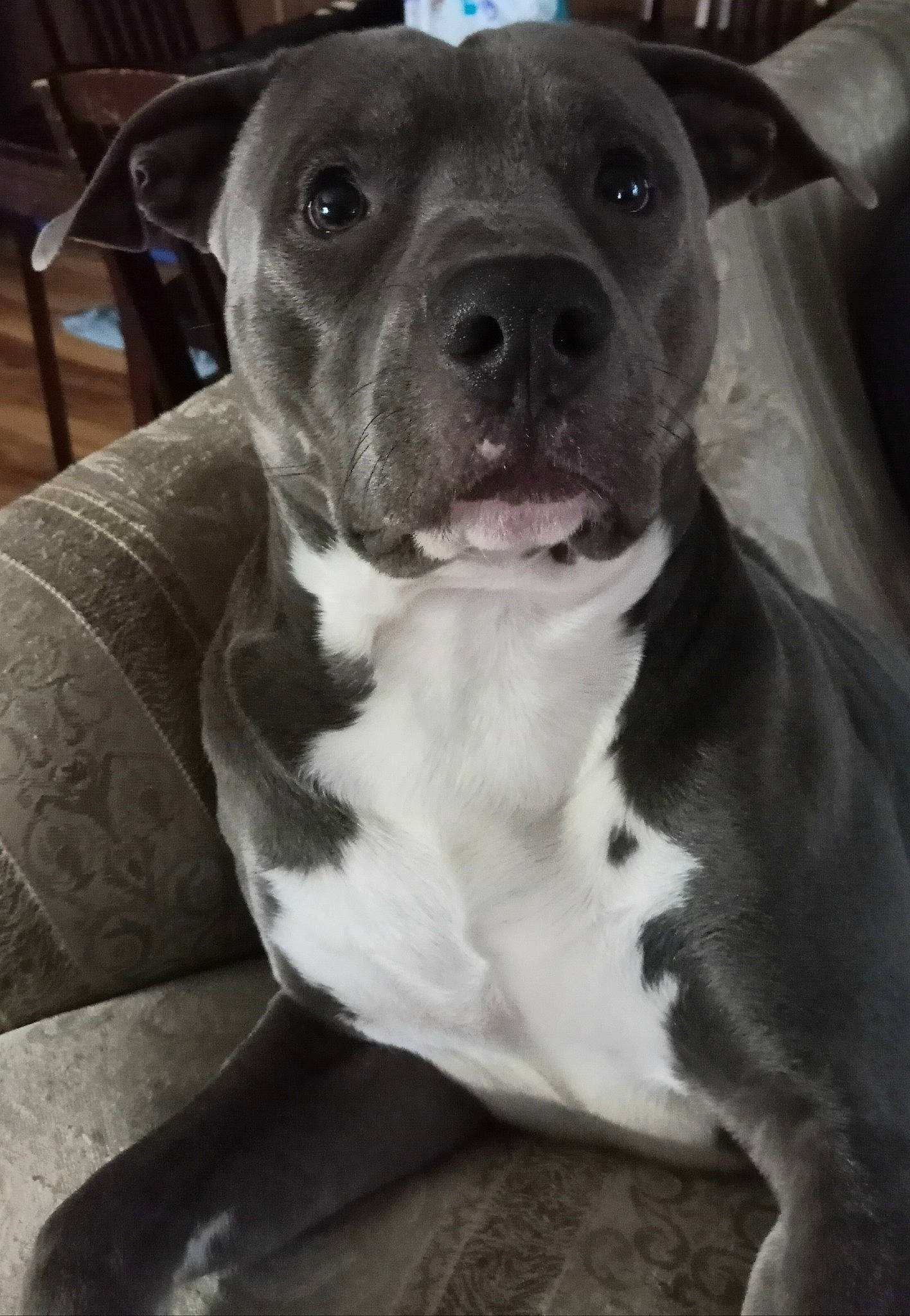 Hank joined the competition — help win amazing prizes! canidae, carnivore, chair, collar, companion_dog, dog, dog_breed, ear, fawn, fur, monochrome_photography, non_sporting_group, sporting_group, whiskers, working_animal