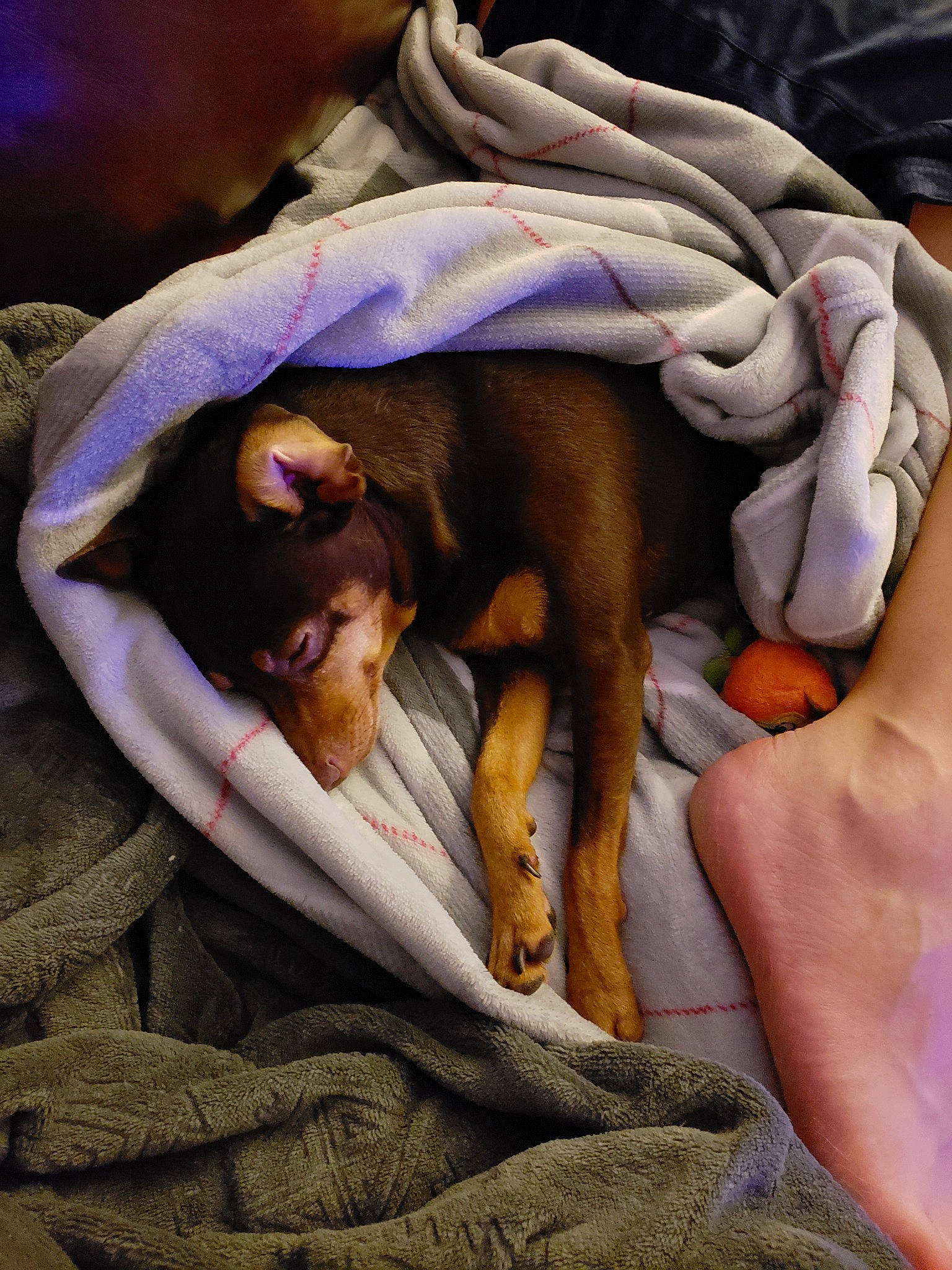 Joker is registered to the contest to win money with this photo: blanket, canidae, carnivore, child, comfort, fawn, hand, human, linens, nap, sleep