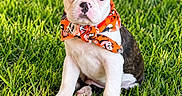 Frankie is registered to the contest to win money with this photo: puppy, dog, bulldog, french_bulldog, grass, outdoor, lawn, pet, animal, portrait, sitting, scarf, orange, white, black, wrinkles, floppy_ears, adorable, cute, sunlight