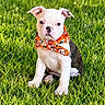 puppy, dog, bulldog, french_bulldog, grass, outdoor, lawn, pet, animal, portrait, sitting, scarf, orange, white, black, wrinkles, floppy_ears, adorable, cute, sunlight