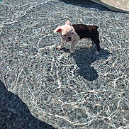 Frankie joined the competition — help win amazing prizes! puppy, dog, french_bulldog, animal, pet, small_dog, standing, pool, swimming_pool, water, outdoor, sunlight, reflection, shadow, blue, pool_tile, fountain, portrait, cute, summer