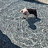 puppy, dog, french_bulldog, animal, pet, small_dog, standing, pool, swimming_pool, water, outdoor, sunlight, reflection, shadow, blue, pool_tile, fountain, portrait, cute, summer
