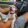 Frankie joined the competition — help win amazing prizes! bulldog, dog, puppy, pet, car, vehicle, driver, passenger, steering_wheel, interior, road_trip, tongue, smiling, happy, collar, leash, human, outdoor, daylight, portrait
