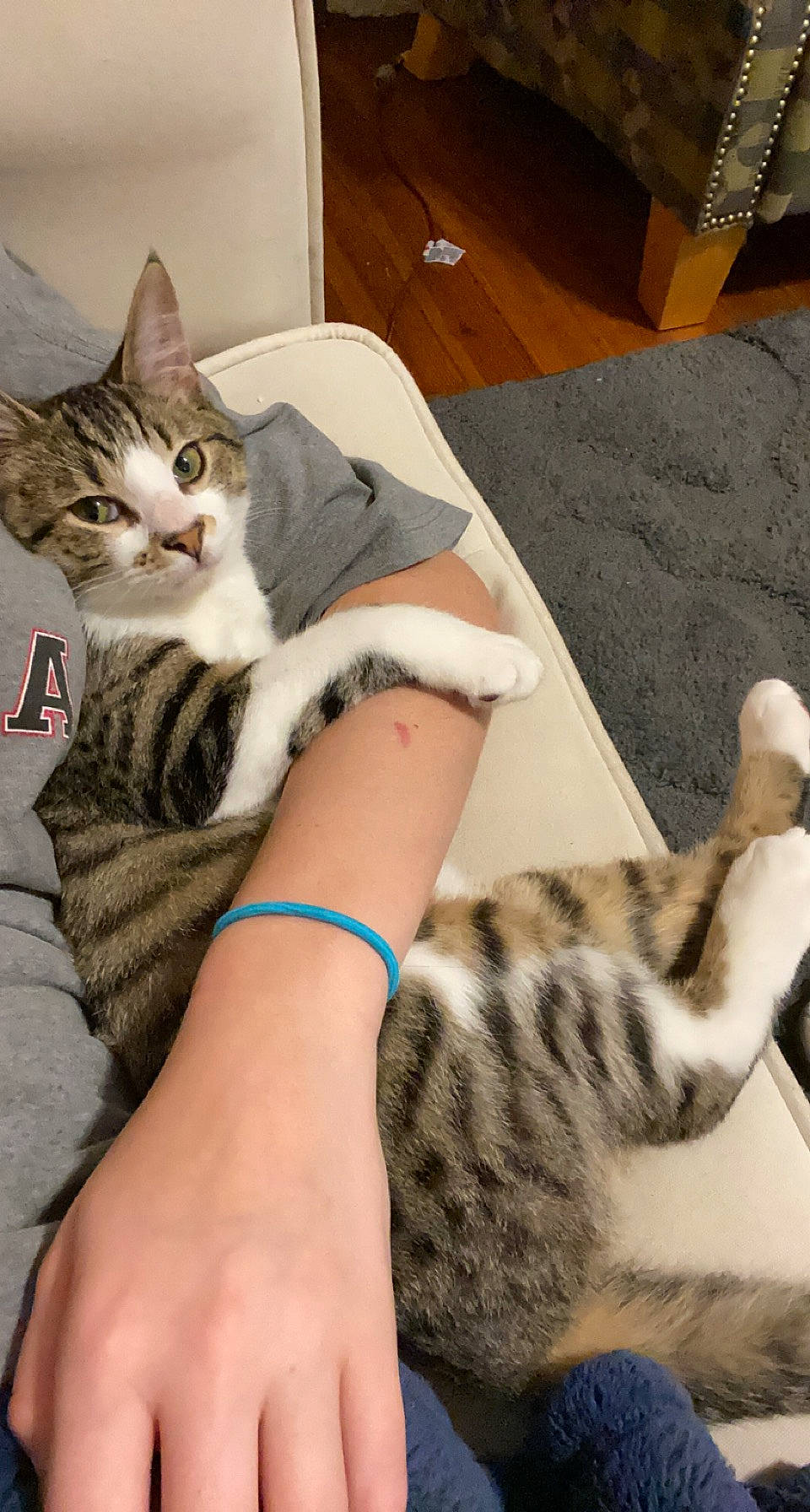Silas is registered to the contest to win money with this photo: arm, carnivore, cat, comfort, fawn, felidae, foot, hand, human_body, human_leg, lap, leg, nail, small_to_medium_sized_cats, snout, textile, thigh, vertebrate, whiskers, wrist