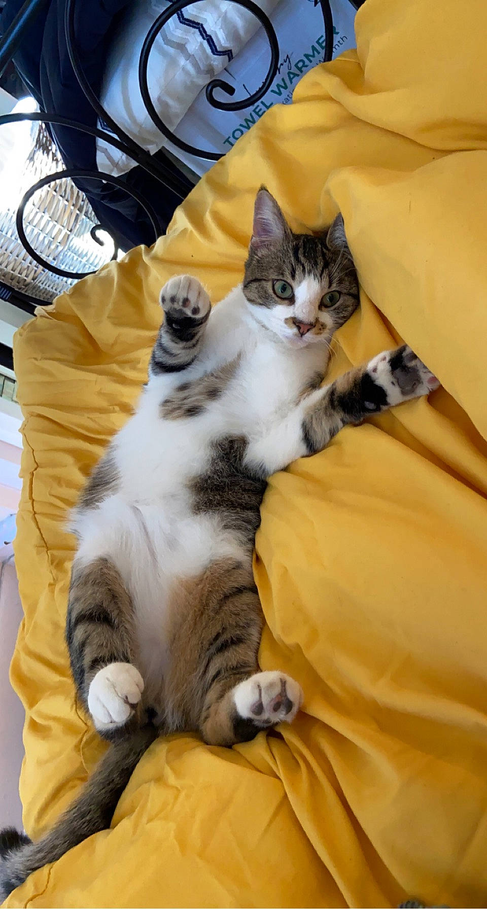 Silas is registered to the contest to win money with this photo: carnivore, cat, claw, comfort, domestic_short_haired_cat, felidae, fur, grey, lap, mechanical_fan, nap, paw, sitting, small_to_medium_sized_cats, tail, whiskers