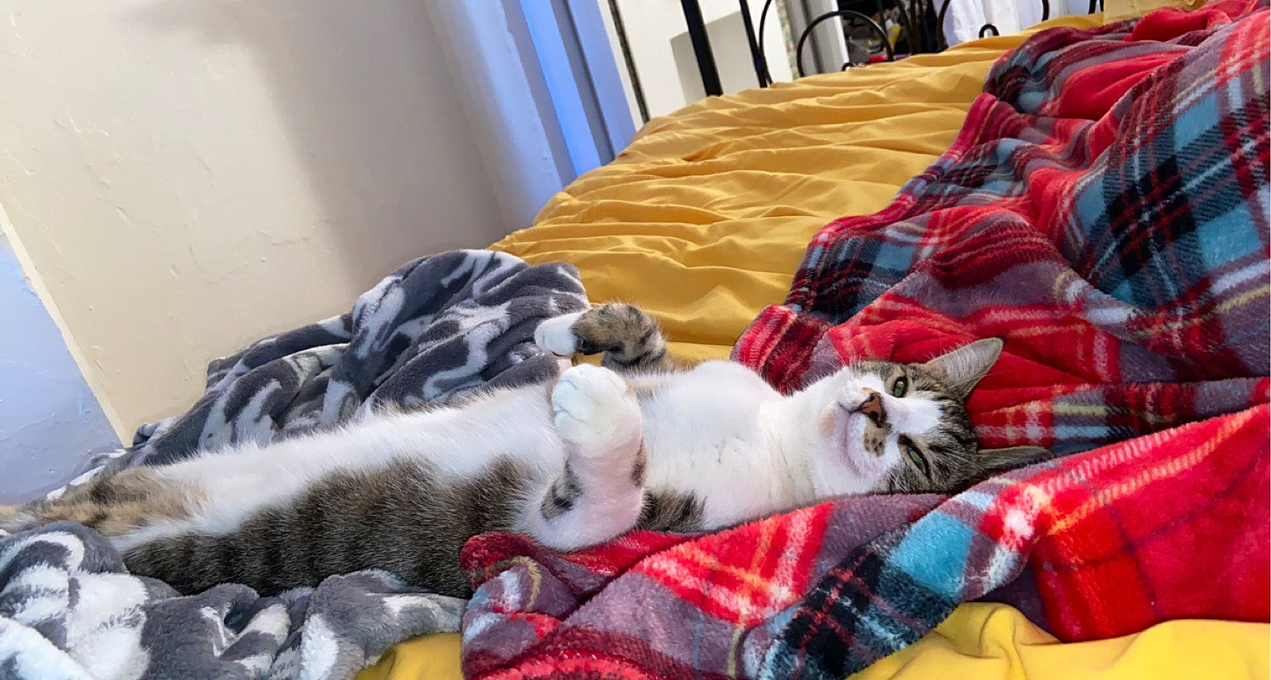 Silas is registered to the contest to win money with this photo: bed, bedding, carnivore, cat, comfort, curtain, domestic_short_haired_cat, felidae, fur, lap, linens, pattern, plaid, room, small_to_medium_sized_cats, tail, tartan, textile, vertebrate, whiskers