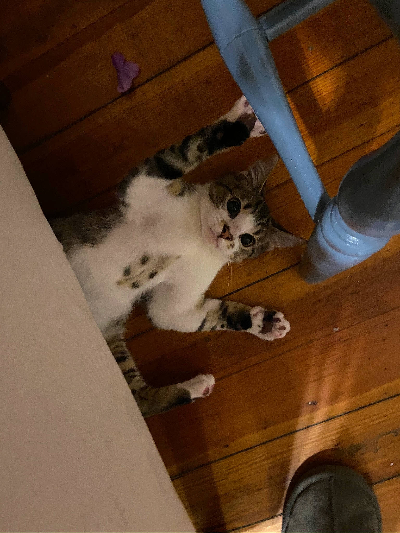 Silas is registered to the contest to win money with this photo: box, carnivore, cat, ceiling, chair, comfort, domestic_short_haired_cat, fawn, felidae, flooring, fur, hardwood, human_leg, plywood, small_to_medium_sized_cats, tail, varnish, whiskers, wood, wood_stain