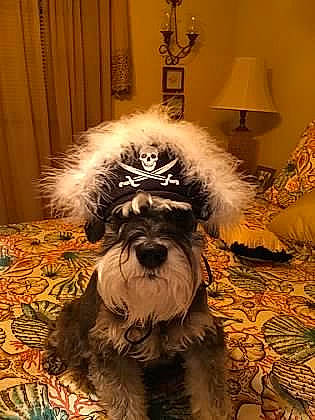 Tallulah is registered to the contest to win money with this photo: canidae, carnivore, companion_dog, curtain, dog, dog_breed, dog_supply, flooring, fur, pet_supply, schnauzer, small_terrier, snout, sporting_group, standard_schnauzer, terrier, toy_dog, wood, working_animal, yorkipoo