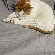 Nino joined the competition — help win amazing prizes! cat, sleeping, white_cat, orange_cat, pet, feline, cozy, quilted_blanket, indoor, resting, cute, animal, soft, fur, paw, tail, quiet, relaxed, companion, domestic