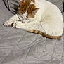 cat, sleeping, white_cat, orange_cat, pet, feline, cozy, quilted_blanket, indoor, resting, cute, animal, soft, fur, paw, tail, quiet, relaxed, companion, domestic