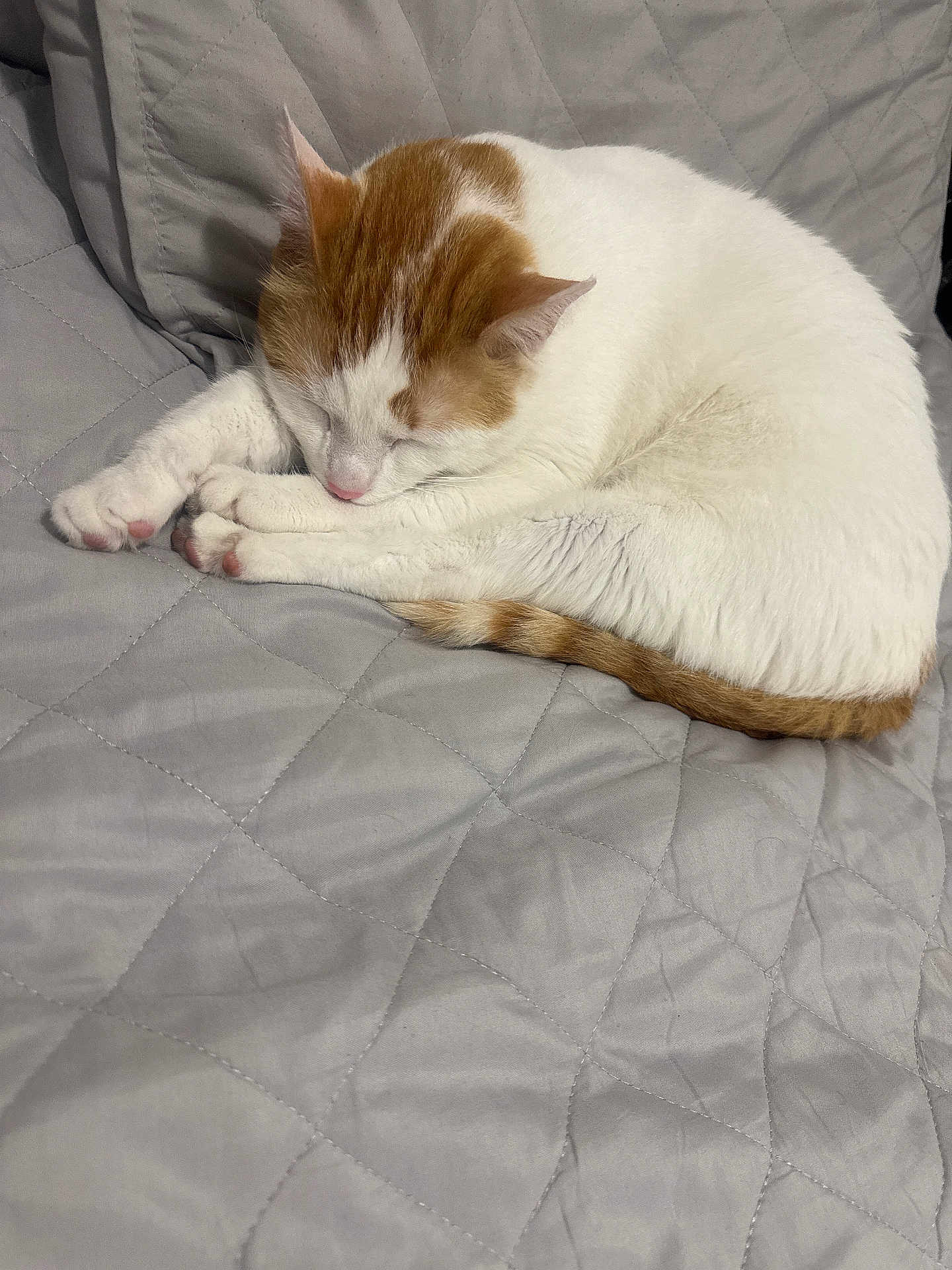Nino joined the competition — help win amazing prizes! cat, sleeping, white_cat, orange_cat, pet, feline, cozy, quilted_blanket, indoor, resting, cute, animal, soft, fur, paw, tail, quiet, relaxed, companion, domestic