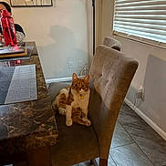 Garfield is registered to the contest to win money with this photo: cat, orange_cat, white_cat, chair, dining_chair, table, marble_table, water_bottle, indoor, floor_tiles, window_blinds, wall_art, lamp, cozy, pet, furniture, relaxed, looking_at_camera, curious, home