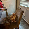 cat, orange_cat, white_cat, chair, dining_chair, table, marble_table, water_bottle, indoor, floor_tiles, window_blinds, wall_art, lamp, cozy, pet, furniture, relaxed, looking_at_camera, curious, home