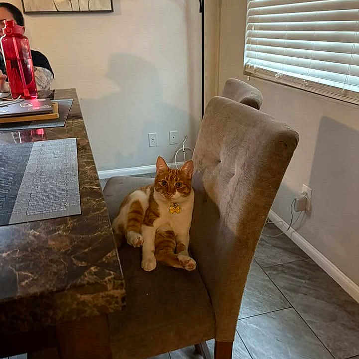 Garfield is registered to the contest to win money with this photo: cat, orange_cat, white_cat, chair, dining_chair, table, marble_table, water_bottle, indoor, floor_tiles, window_blinds, wall_art, lamp, cozy, pet, furniture, relaxed, looking_at_camera, curious, home