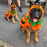 Athena Et Bloo a rejoint le concours — aidez-le/la à gagner de superbes lots ! dog, german_shepherd, puppy, adult_dog, halloween, pumpkin_costume, costume, orange, black, green, witch_hat, jack_o_lantern, outdoor, street, sidewalk, brick_wall, stairs, leash, sitting, tongue_out