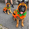 adult_dog, black, brick_wall, costume, dog, german_shepherd, green, halloween, jack_o_lantern, leash, orange, outdoor, pumpkin_costume, puppy, sidewalk, sitting, stairs, street, tongue_out, witch_hat