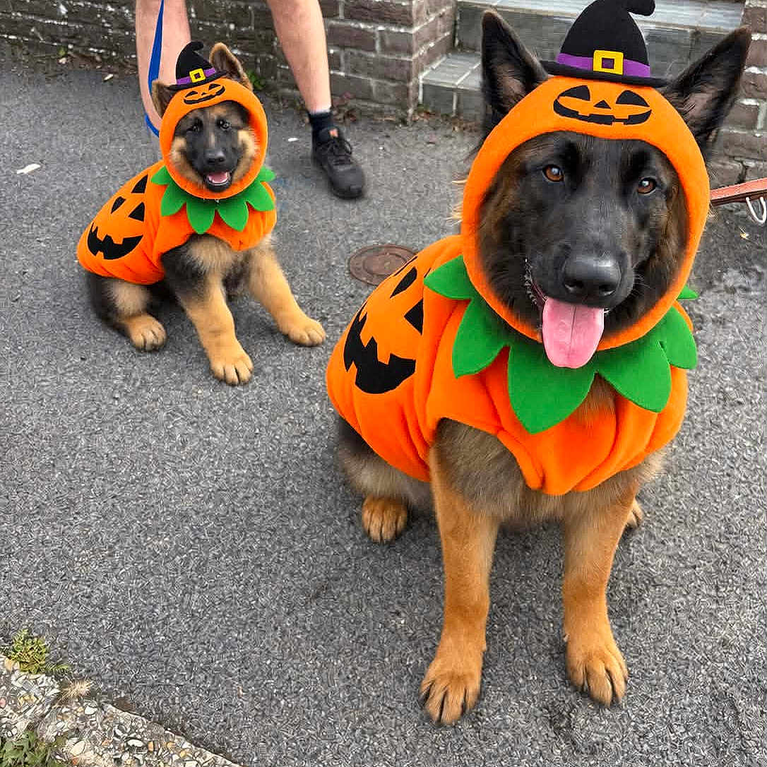 Athena Et Bloo a rejoint le concours — aidez-le/la à gagner de superbes lots ! dog, german_shepherd, puppy, adult_dog, halloween, pumpkin_costume, costume, orange, black, green, witch_hat, jack_o_lantern, outdoor, street, sidewalk, brick_wall, stairs, leash, sitting, tongue_out