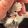 Holly participe au concours pour gagner de l'argent avec cette photo : animal, close_up, curious, cute, eye, fingers, fur, hand, indoor, interaction, kitten, nose, paw, pet, playful, small, soft, touch, whiskers, young