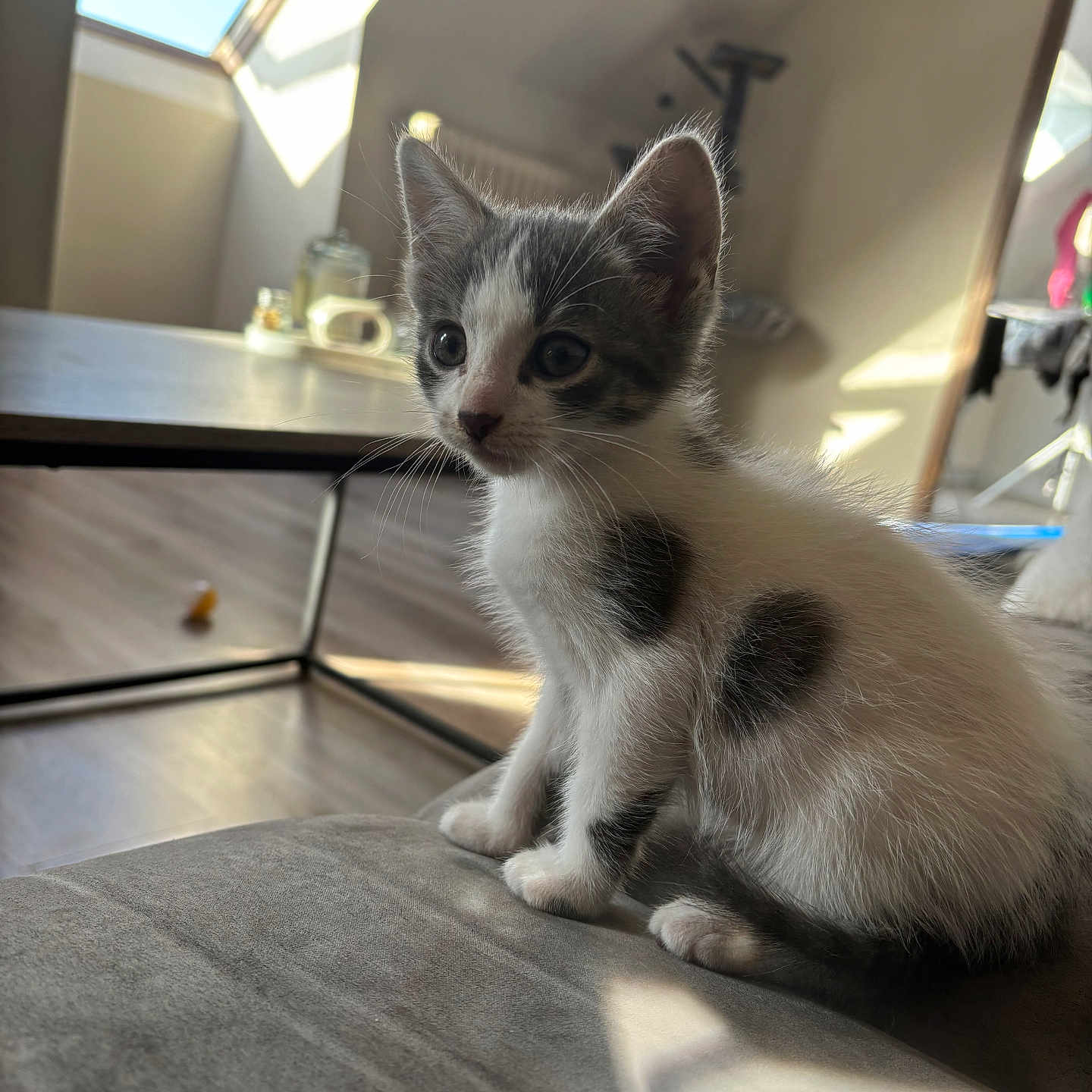 Holly
