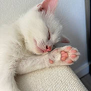 Bianca participe au concours pour gagner de l'argent avec cette photo : adorable, animal, cat, close_up, cozy, cute, ears, feline, indoor, kitten, nap, paw, peaceful, pet, pink_paw_pads, resting, sleeping, soft, whiskers, white_fur