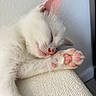 adorable, animal, cat, close_up, cozy, cute, ears, feline, indoor, kitten, nap, paw, peaceful, pet, pink_paw_pads, resting, sleeping, soft, whiskers, white_fur