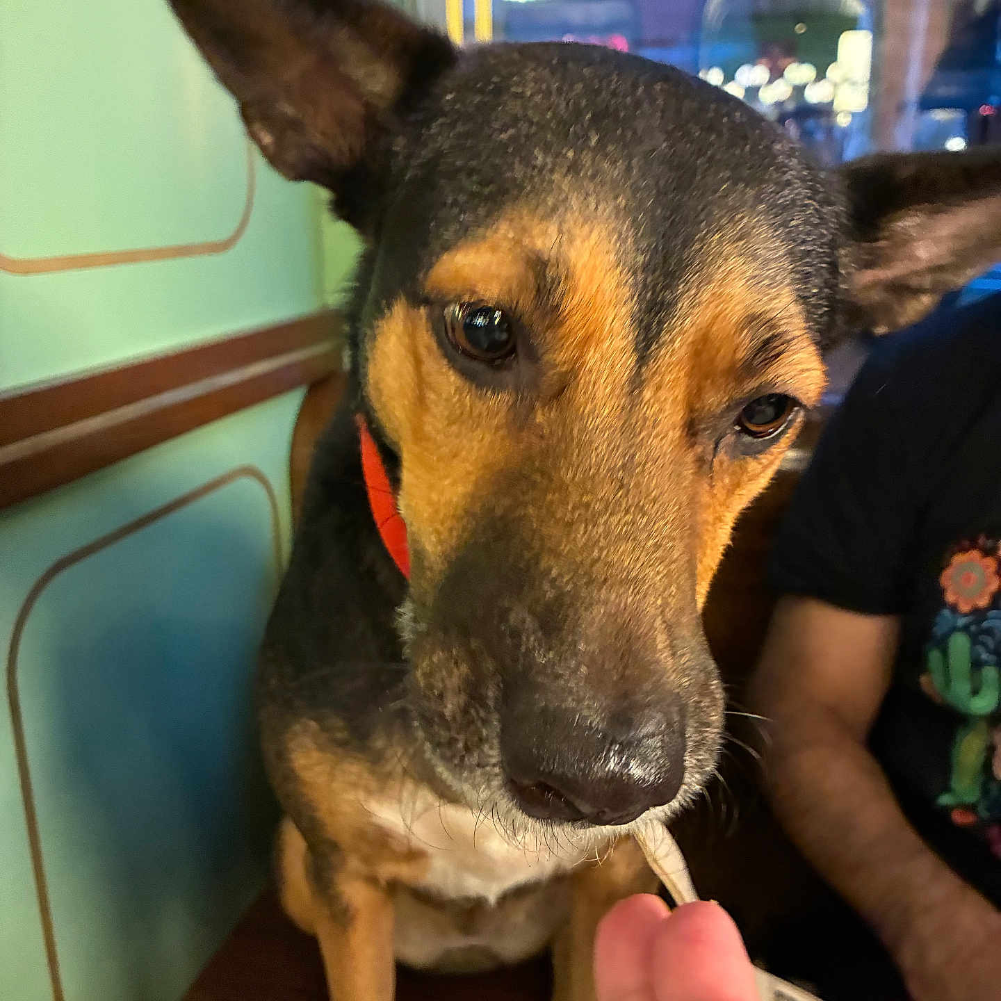 Anubis is registered to the contest to win money with this photo: dog, canine, pointy_ears, black_and_tan, close_up, portrait, curious, nose, snout, brown_fur, black_fur, red_collar, sitting, person, hand, indoor, window, nighttime, city_lights, colorful_background