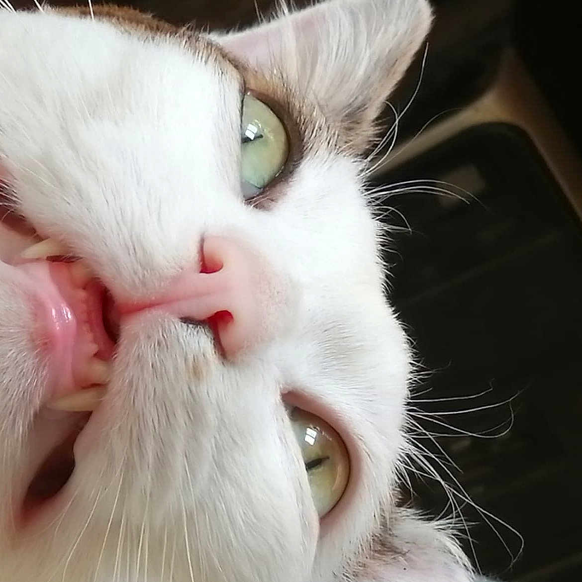 Machin participe au concours pour gagner de l'argent avec cette photo : angora, animal, bodypart, cat, computerhardware, electronics, face, hardware, head, kissing, kitten, monitor, mouth, person, pet, photography, portrait, romantic, screen, white
