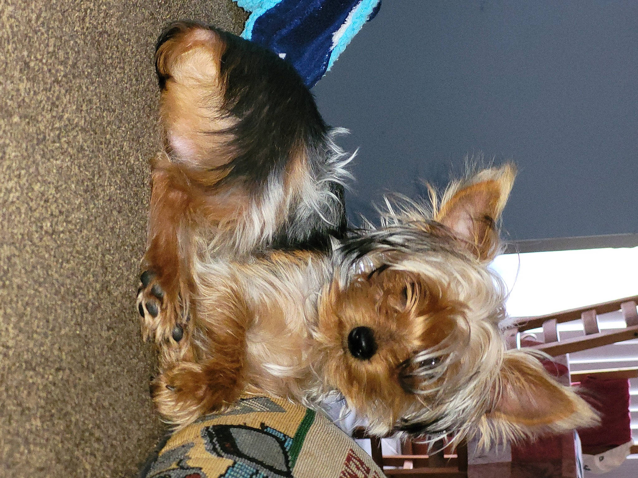 Korki joined the competition — help win amazing prizes! biewer_terrier, canidae, carnivore, collar, companion_dog, dog, dog_breed, fashion_accessory, fawn, fur, leash, liver, small_terrier, snout, sporting_group, terrier, toy_dog, working_animal, yorkipoo, yorkshire_terrier