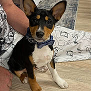 Archie is registered to the contest to win money with this photo: puppy, dog, bow_tie, floor, indoor, person, arm, blanket, black_fur, brown_fur, white_fur, ears, eyes, nose, pet, cute, sitting, collar, tattoo, wooden_floor