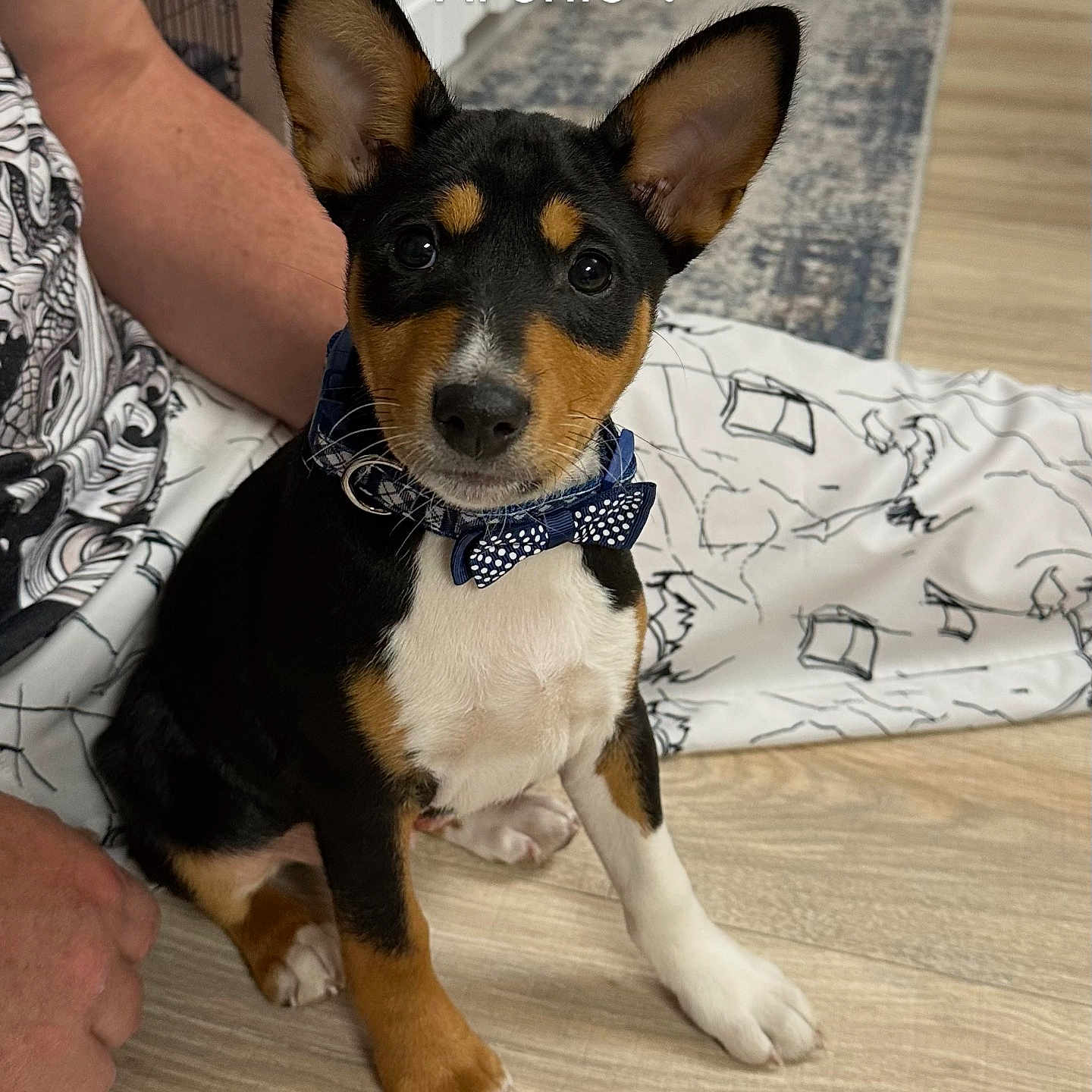 Archie