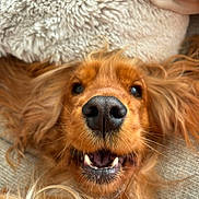 Virgule participe au concours pour gagner de l'argent avec cette photo : animal, blanket, close_up, cozy, dog, ears, expression, fur, golden_retriever, happy, indoor, lying_down, mouth, nose, pet, portrait, smiling, teeth, warm_colors, whiskers