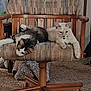 Williow joined the competition — help win amazing prizes! animal, carpet, cat, chair, companion, cozy, cute, domestic, feline, furniture, home, indoor, living_room, patterned_fabric, pet, pet_care, relaxed, resting, two_cats, wooden_chair