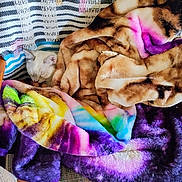 Williow is registered to the contest to win money with this photo: blanket, brown, cat, chair, colorful, comfort, cozy, domestic, fur, hidden, indoor, patterned, peaceful, pet, rainbow, relaxation, resting, sleeping, soft, striped
