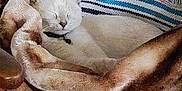 Williow is registered to the contest to win money with this photo: blanket, cat, collar, comfort, cozy, cute, domestic_animal, fur, furniture, home, indoor, nap, peaceful, pet, relaxing, resting, sleeping, soft_texture, striped_chair, white_cat
