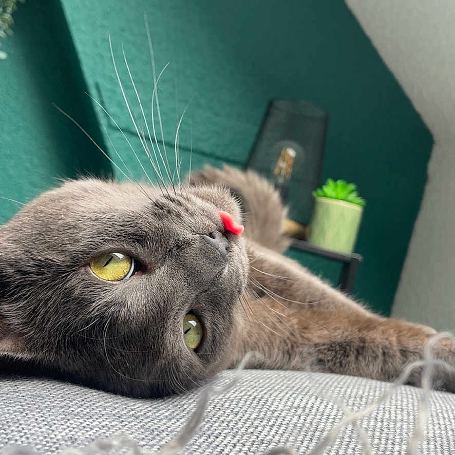 Roxy participe au concours pour gagner de l'argent avec cette photo : cat, close_up, cozy, curious, fur, gray_cat, green_wall, home, indoor, lamp, lying_down, pet, plant, playful, relaxed, soft_texture, succulent, tongue_out, whiskers, yellow_eyes