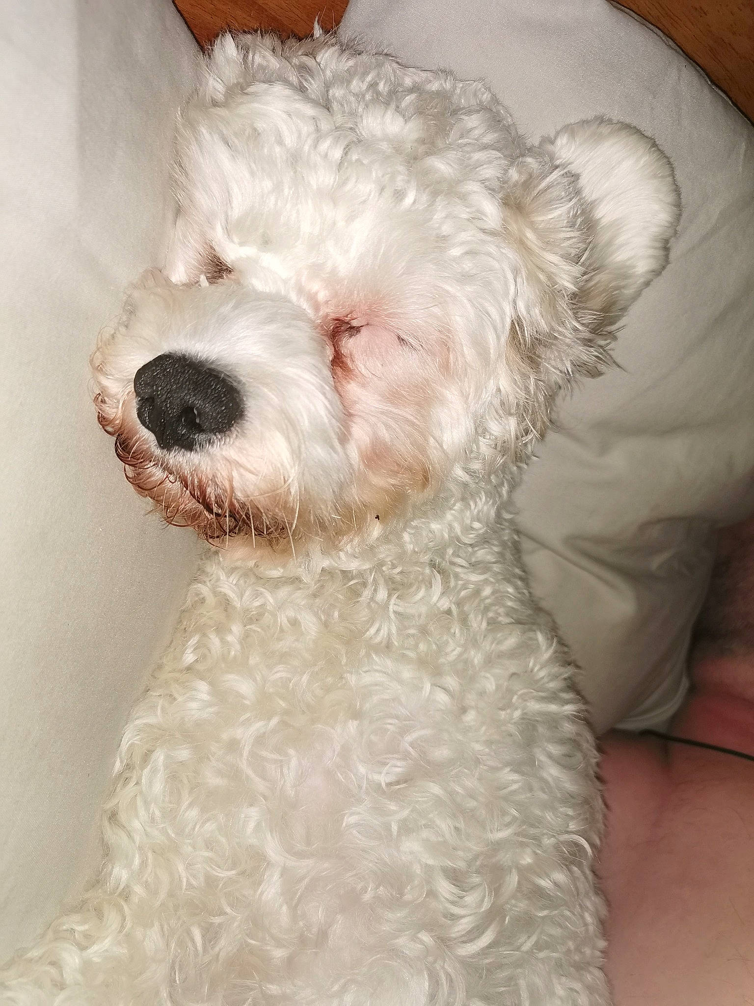 Holly is registered to the contest to win money with this photo: bichon, bolognese, bolonka, canidae, carnivore, companion_dog, dog, dog_breed, maltepoo, maltese, mammal, non_sporting_group, poodle, puppy, rare_breed_dog, schnoodle, terrier, toy_dog, toy_poodle, white