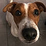 animal, brown_and_white, canine, close_up, companion, curious, cute, dog, domestic, ears, eyes, friendly, indoor, looking_up, mammal, nose, pet, portrait, tile_floor, whiskers
