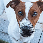 Octo participe au concours pour gagner de l'argent avec cette photo : animal, brown, canine, close_up, curious, dirt, dog, ears, face, fur, ground, looking, nose, outdoor, pavement, pet, playful, portrait, whiskers, white