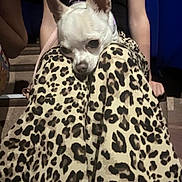 Susy a rejoint le concours — aidez-le/la à gagner de superbes lots ! dog, small_dog, white_dog, leopard_print, pants, pattern, pet, resting, cozy, close_up, indoor, human_legs, casual, cute, animal, fashion, soft_lighting, relaxed, snuggled, companion
