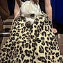 dog, small_dog, white_dog, leopard_print, pants, pattern, pet, resting, cozy, close_up, indoor, human_legs, casual, cute, animal, fashion, soft_lighting, relaxed, snuggled, companion