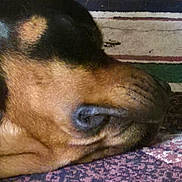 Rudy is registered to the contest to win money with this photo: animal, black, brown, calm, canine, carpet, close_up, dog, fur, home, indoors, pattern, pet, quiet, relaxing, resting, side_view, sleeping, texture, wood