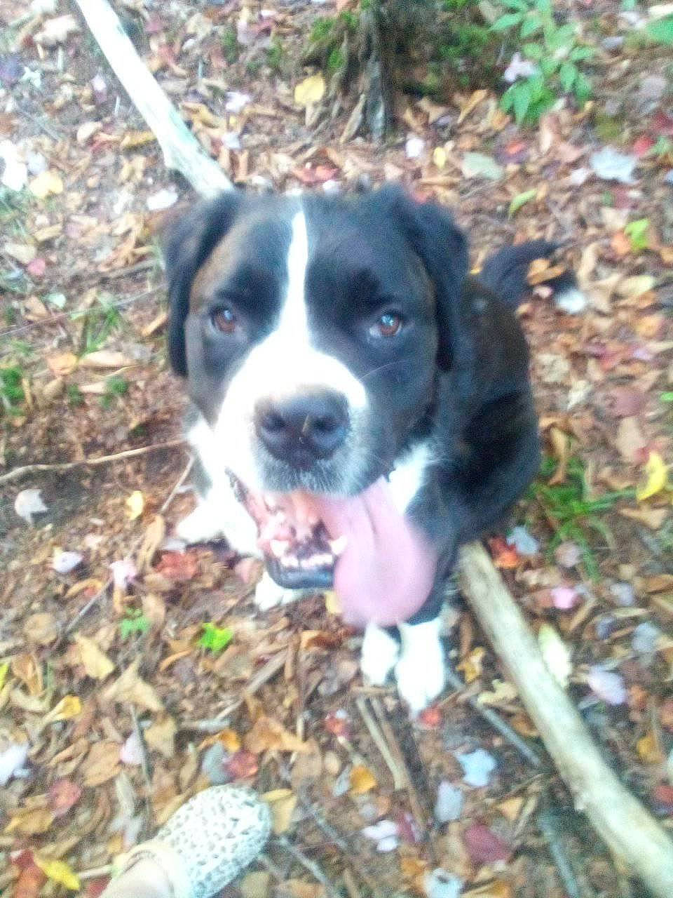 Subie joined the competition — help win amazing prizes! borador, canidae, carnivore, companion_dog, dog, dog_breed, grass, herding_dog, hunting_dog, non_sporting_group, plant, snout, soil, sporting_group, tail, whiskers, working_animal, working_dog