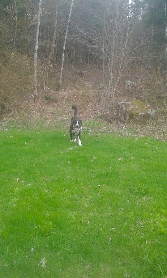 Subie joined the competition — help win amazing prizes! canidae, carnivore, dog, dog_breed, grass, grass_family, grassland, groundcover, hill, landscape, lawn, mammal, meadow, pasture, plant, recreation, soil, sporting_group, tree, vertebrate