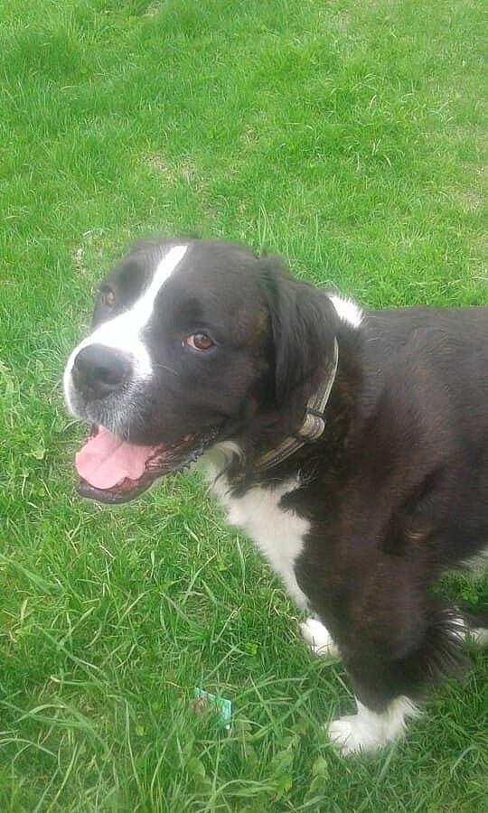 Subie joined the competition — help win amazing prizes! borador, canidae, carnivore, companion_dog, dog, dog_breed, grass, gun_dog, plant, sporting_group, tail, terrestrial_animal, whiskers, working_animal, working_dog