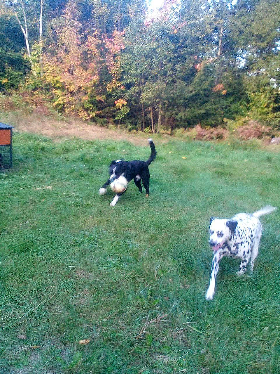 Subie is registered to the contest to win money with this photo: australian_cattle_dog, canidae, carnivore, companion_dog, dog, dog_breed, grass, grassland, herding_dog, landscape, livestock, pasture, plant, sporting_group, tail, tree, walking, water_dog, working_animal, working_dog