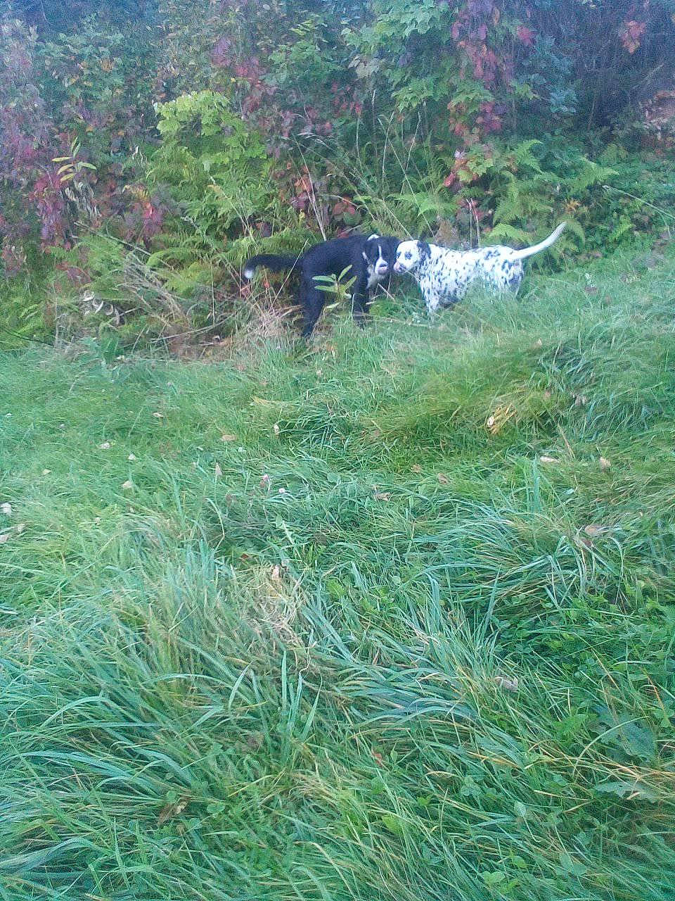 Calvin joined the competition — help win amazing prizes! grass, grassland, groundcover, herb, herbaceous_plant, jungle, landscape, natural_landscape, pasture, plant, shrub, shrubland, soil, sporting_group, subshrub, terrestrial_animal, terrestrial_plant, tree, wildlife, working_animal