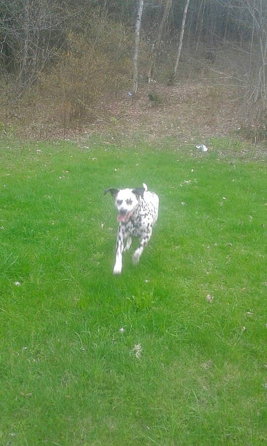 Calvin is registered to the contest to win money with this photo: canidae, carnivore, companion_dog, dog, dog_breed, grass, grass_family, grassland, groundcover, lawn, meadow, pasture, plant, sheep, sporting_group, tail, terrier, tree, water_dog, working_animal